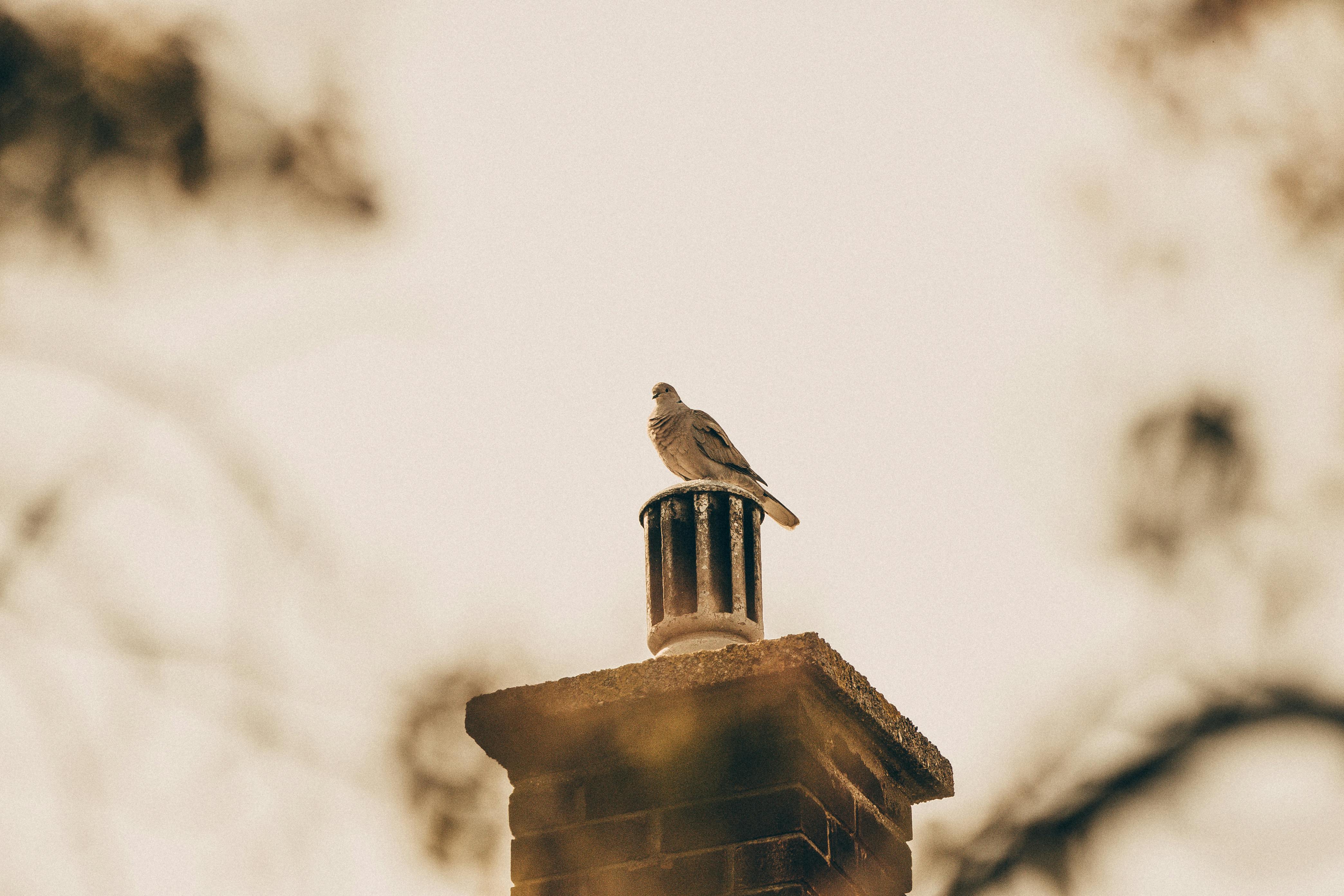 Expert Chimney Cap Installation in La Grange, Illinois